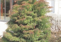 Cryptomeria japonica - kriptomerija