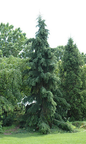 picea omorika pendula.jpg
