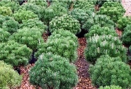 Pinus mugo var. pumilio - rušje, okroglasti planinski bor