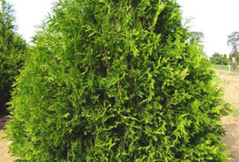 Thuja plicata 'Atrovirens' - veliki klek