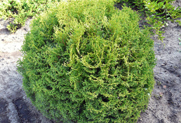 Thuja occidentalis 'Tiny Tim' -  okroglasti klek