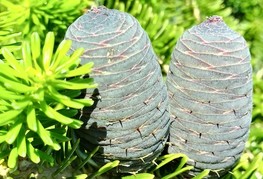 Abies koreana - korejska jelka