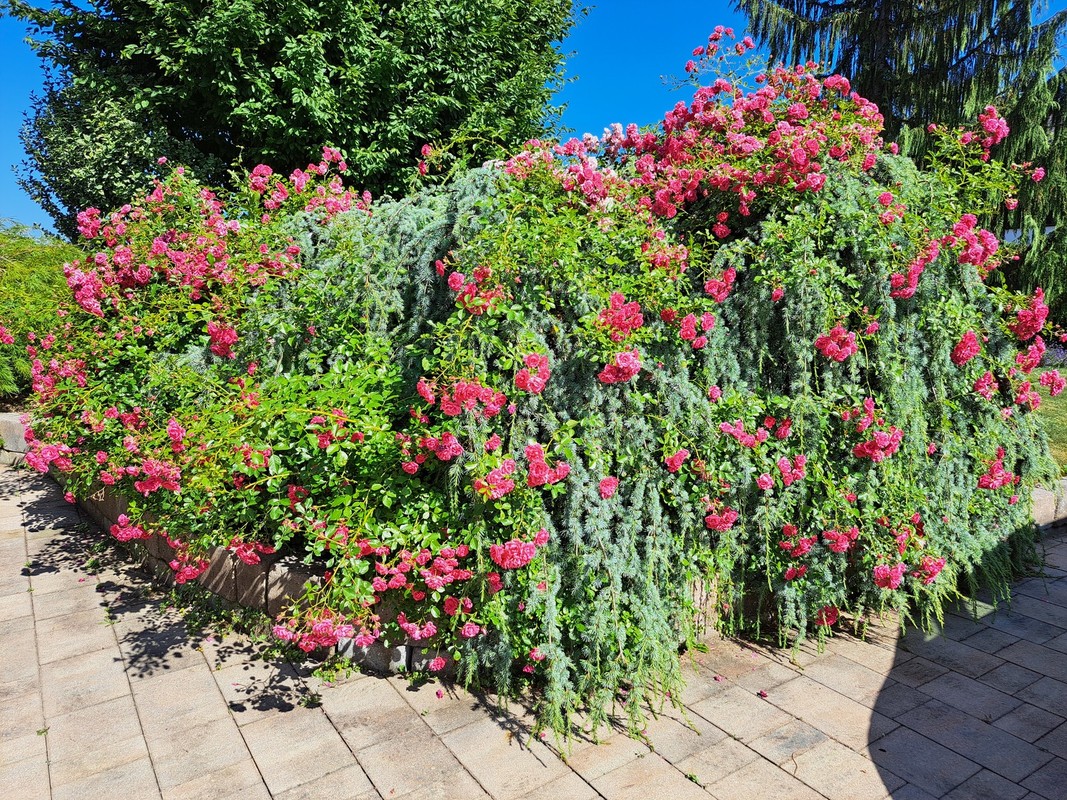 20250622_162352.jpg