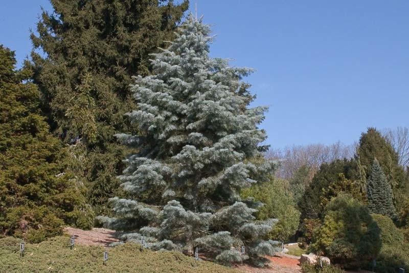 Abies concolor 2.jpg