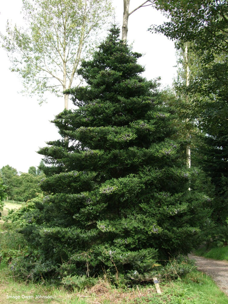 Abies koreana 1.JPG