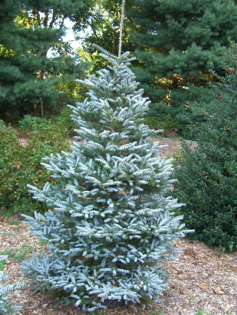 Abies koreana Silberlocke.jpg