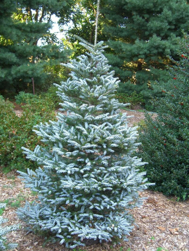 Abies koreana Silberlocke.jpg