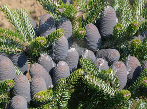 Abies k silberlocke.jpeg