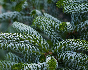 Abies koreana Silberlocke.jpg