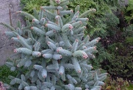 Abies koreana 'Silberlocke' - korejska jelka