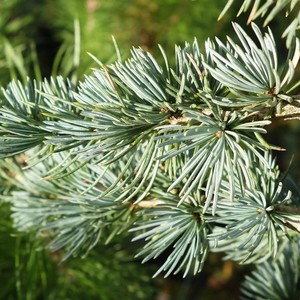Cedrus atlantica Glauca 1.jpg