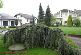 Cedrus atlantica 'Glauca Pendula' - povešava siva atlaška cedra