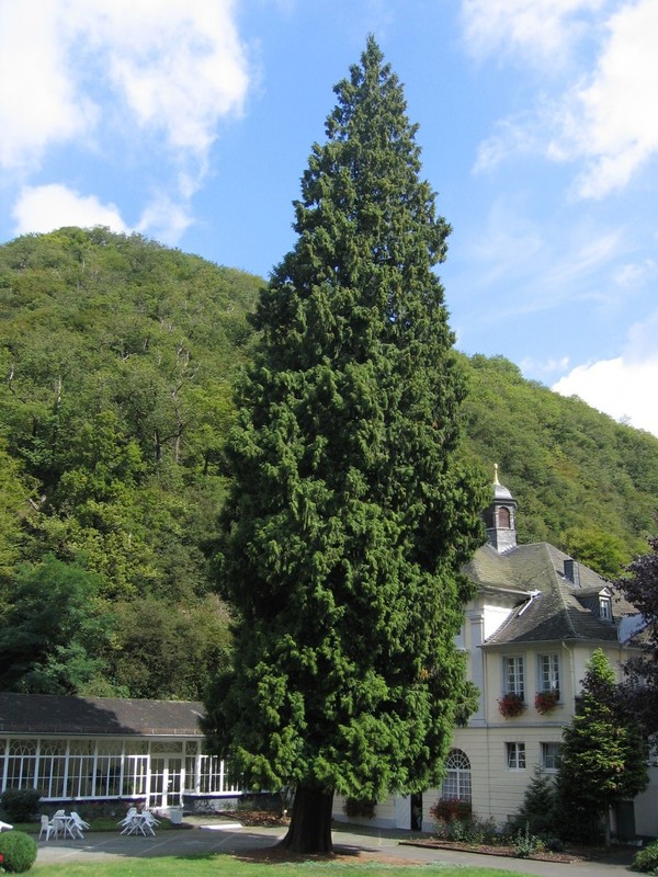 Chamaecyparis lawsoniana 1.jpg