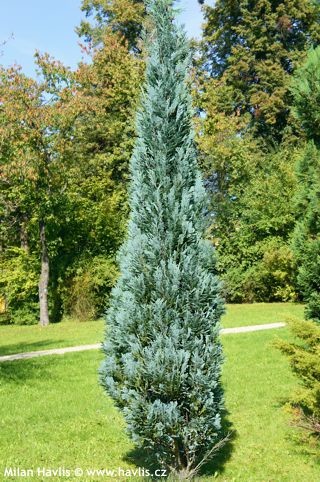 Chamaecyparis lawsoniana Columnaris 1.jpeg