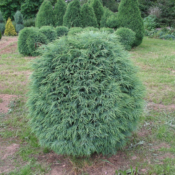 Chamaecyparis lawsoniana Globus.jpg