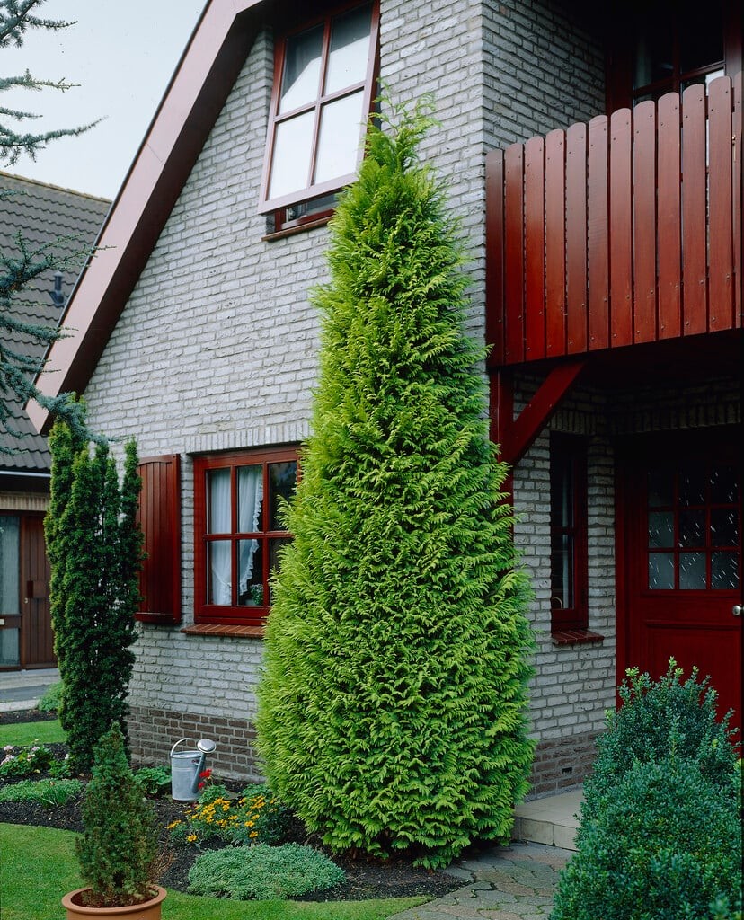 Chamaecyparis lawsoniana Lane.jpg