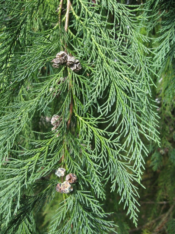 Chamaecyparis lawsoniana.jpg