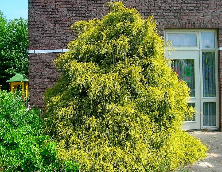 Chamaecyparis pisifera Filifera Aurea.jpg