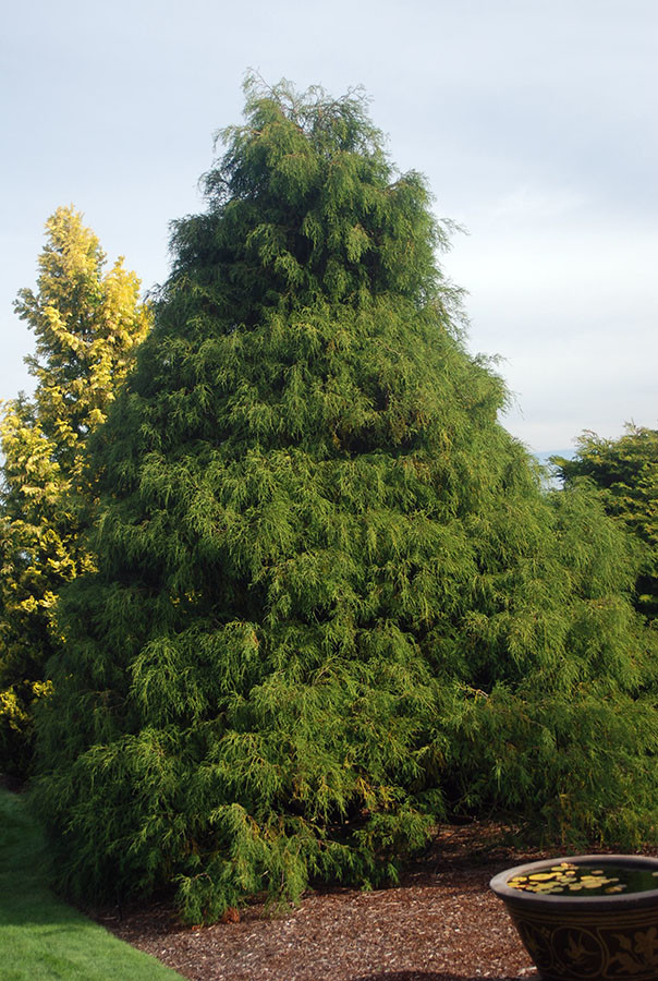 Chamaecyparis pisifera Filifera.jpg