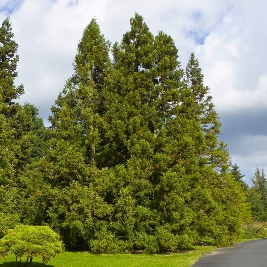 Cryptomeria japonica.jpg