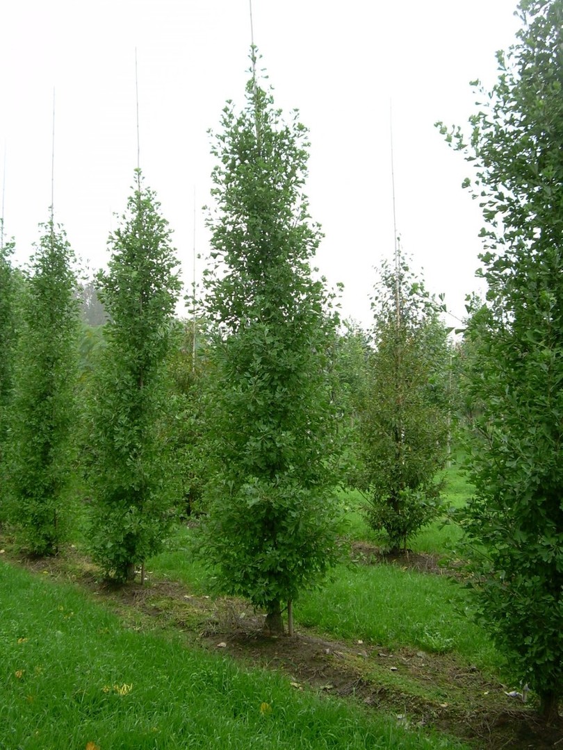 Ginkgo biloba Fastigiata Blagon.jpg