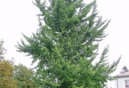 Ginkgo biloba - ginko