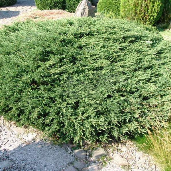 Juniperus communis Repanda.jpg