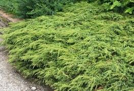 Juniperus communis 'Repanda' - brin