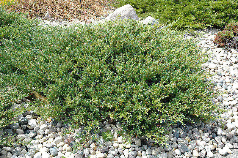 Juniperus horizontalis Androrra Compacta.jpg
