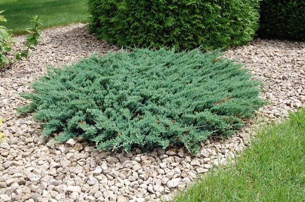 Juniperus horizontalis Blue Chip.jpg