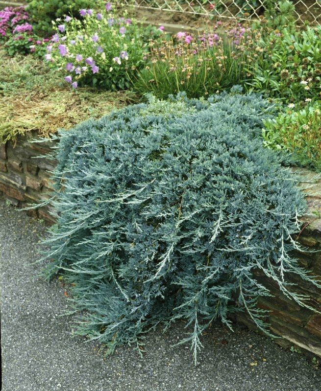 Juniperus horizontalis Glauca.jpg