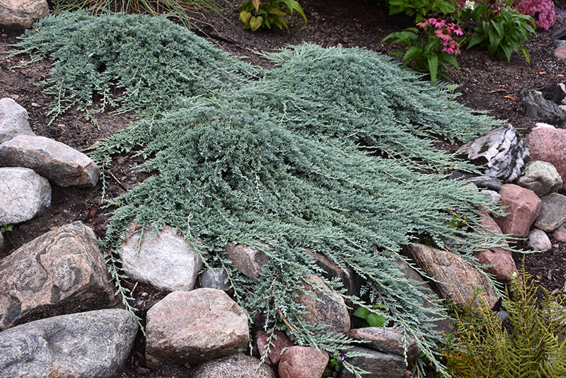 Juniperus horizontalis Icee Blue.jpg