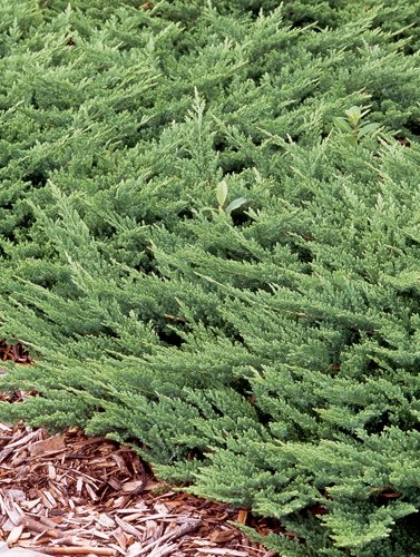 Juniperus horizontalis Prince of Wales 1.jpg
