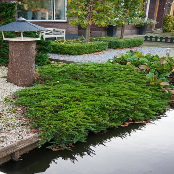 Juniperus horizontalis Prince of Wales.jpg