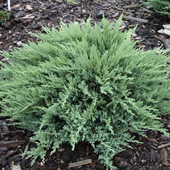 Juniperus sabina Tamariscifolia 1.jpg