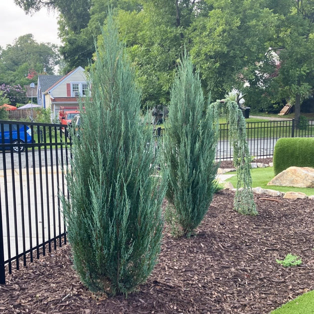 Juniperus scopulorum Blue Arrow.jpg