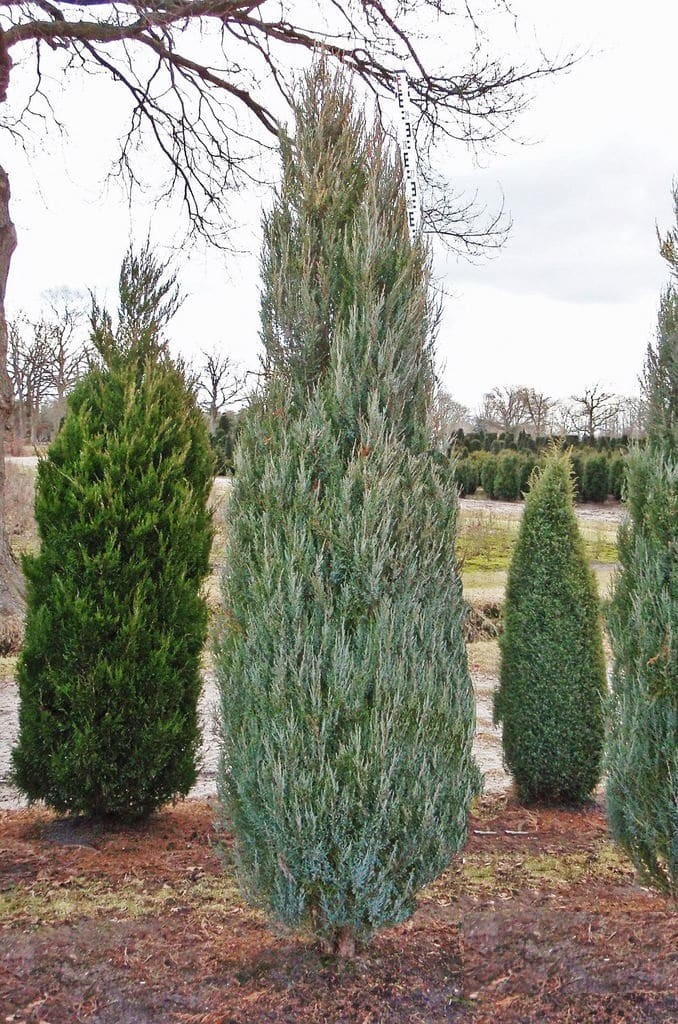 Juniperus scopulorum Skyrocket.jpg