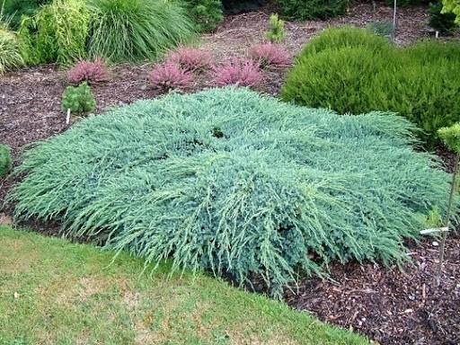 Juniperus squamata Blue Carpet 1.jpg