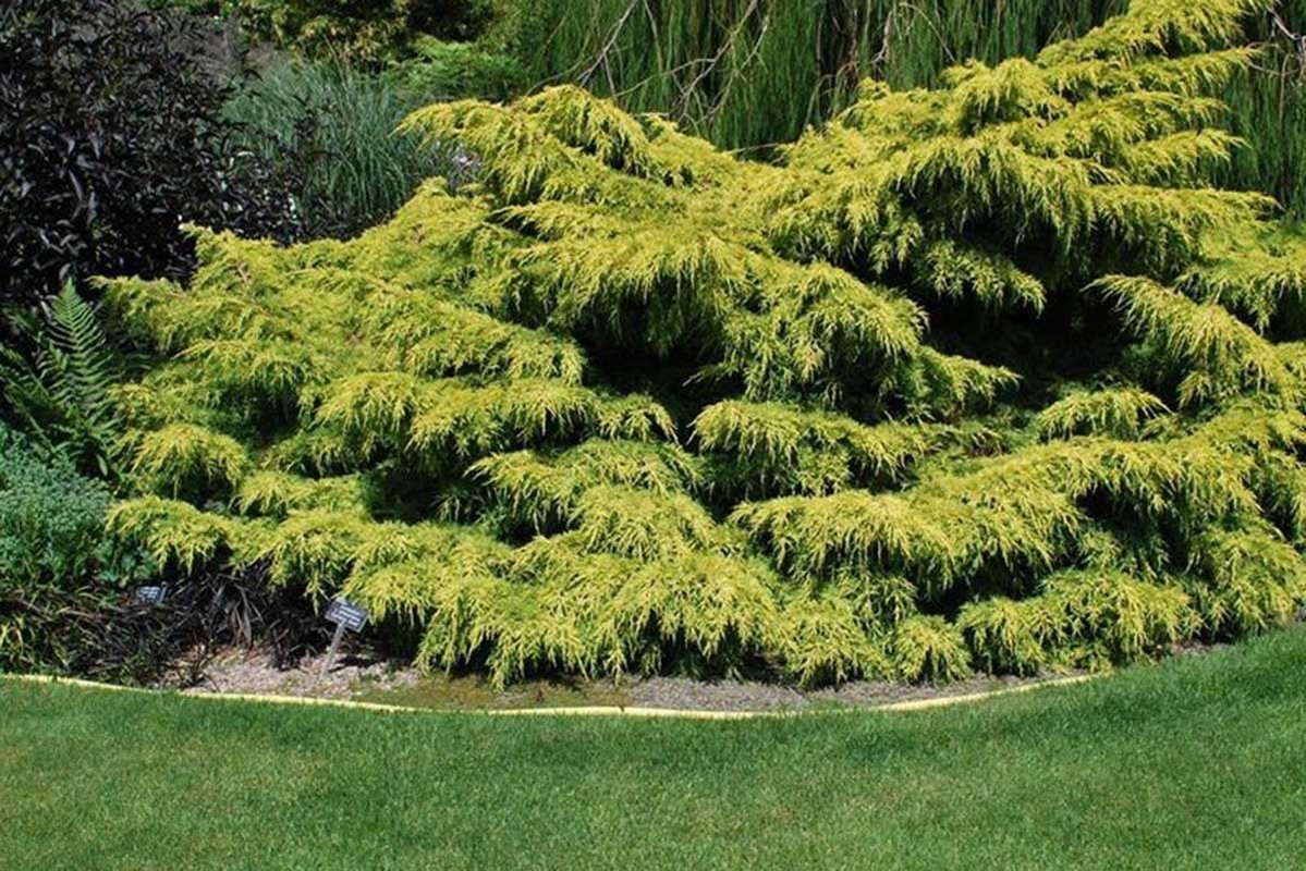 Juniperus x media Gold Coast 1.jpg