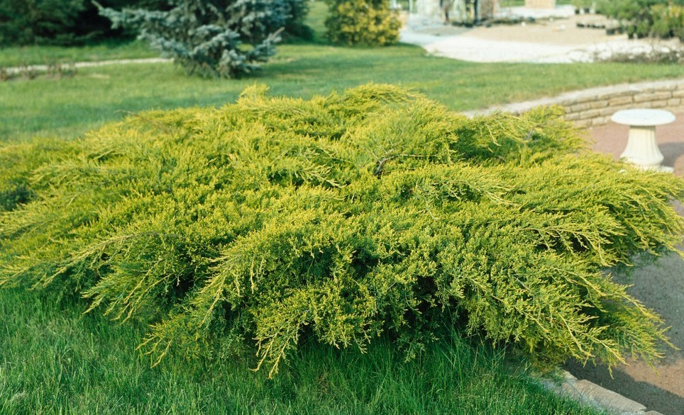 Juniperus x media Gold Coast.jpg