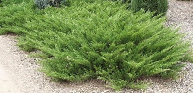 Juniperus x media Mint Julep.jpg