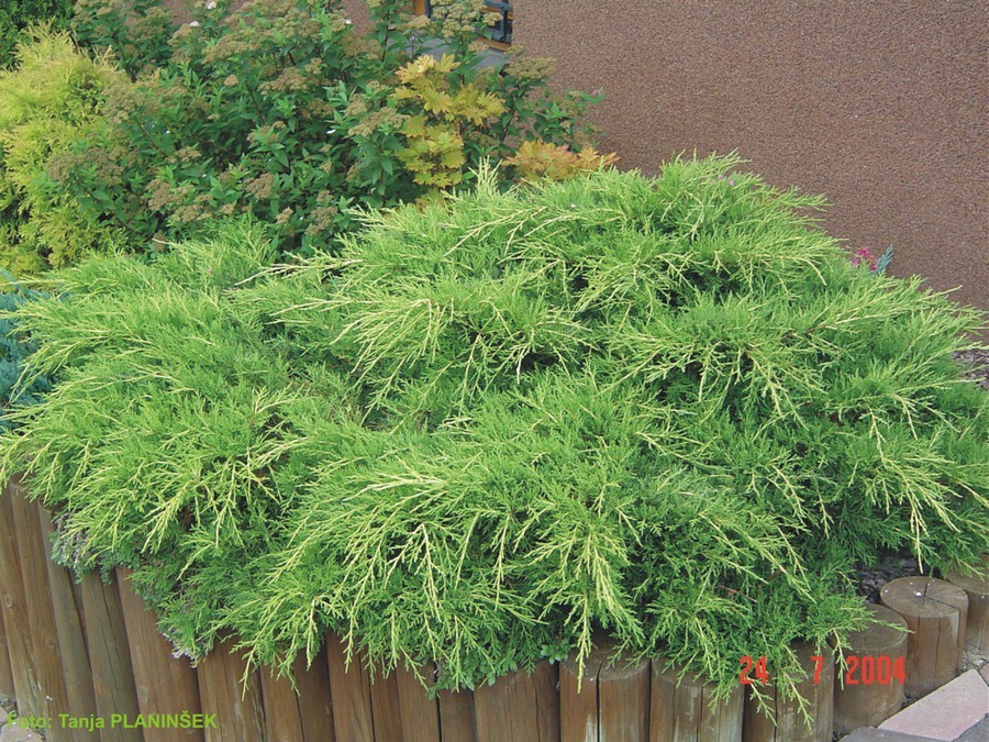 Juniperus x media Old Gold.jpg