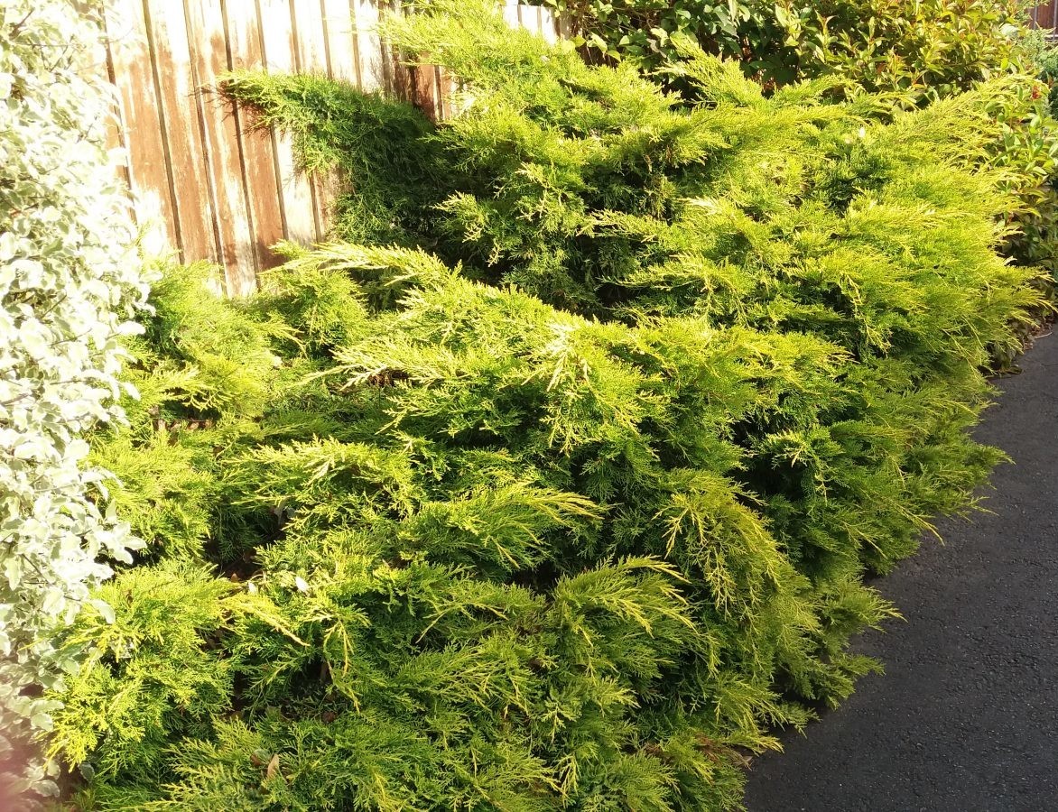 Juniperus x media Pfitzeriana Aurea.jpg