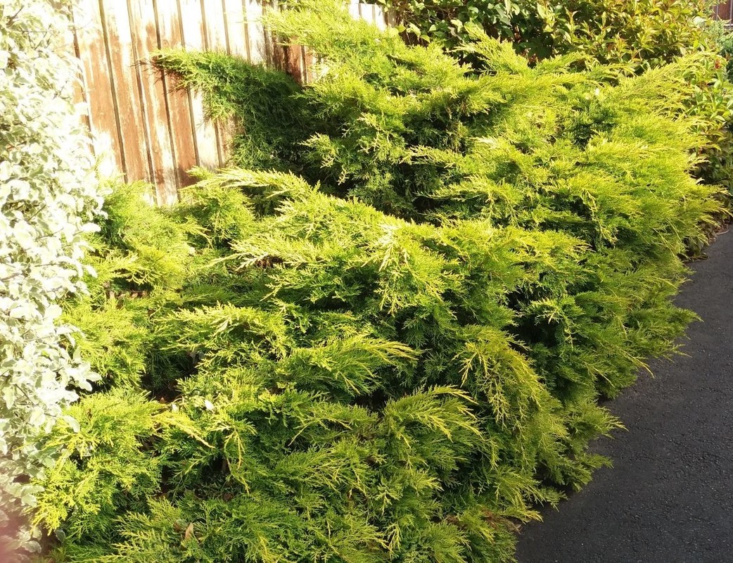 Juniperus x media Pfitzeriana Aurea.jpg