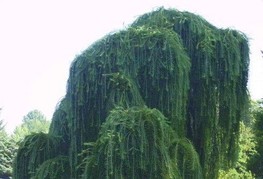 Larix kaempferi 'Pendula' - povešavi japonski macesen