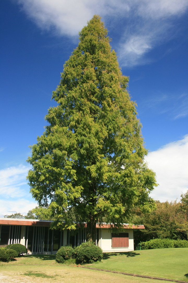 Metasequoia glyptostroboides.jpg