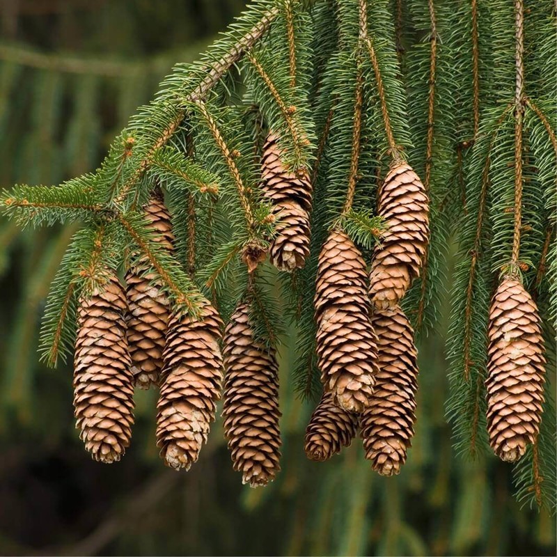 Picea abies 1.jpg