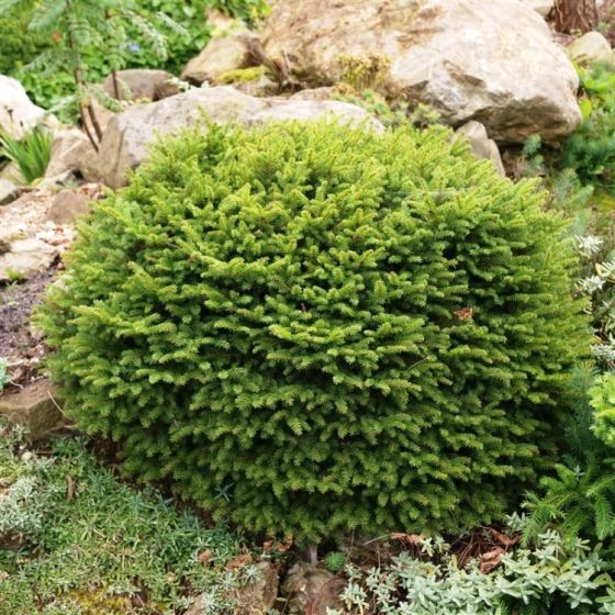 Picea abies Nidiformis.jpg