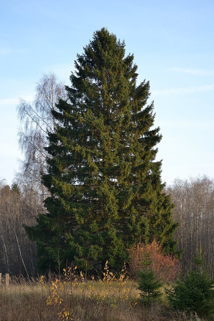 Picea abies.jpg