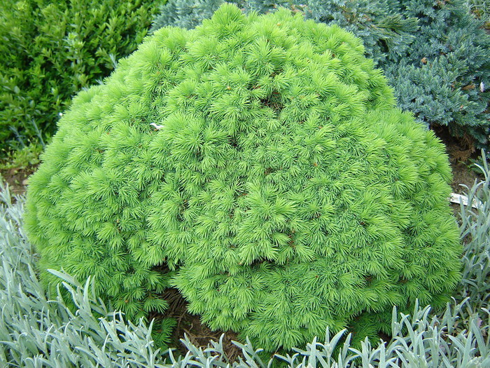 Picea glauca Alberta Globe.jpg